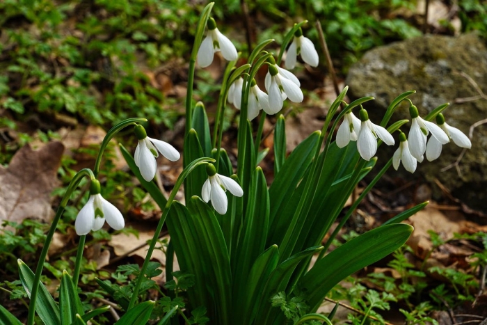 Первоцветы подснежники