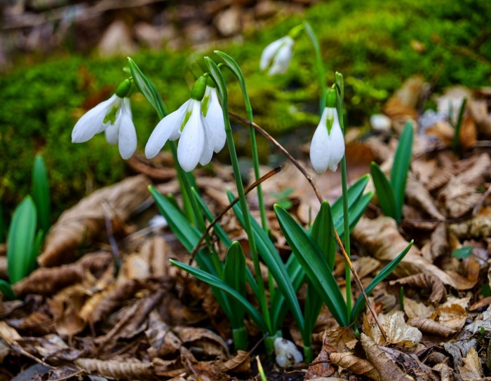 Подснежник галантус кавказский
