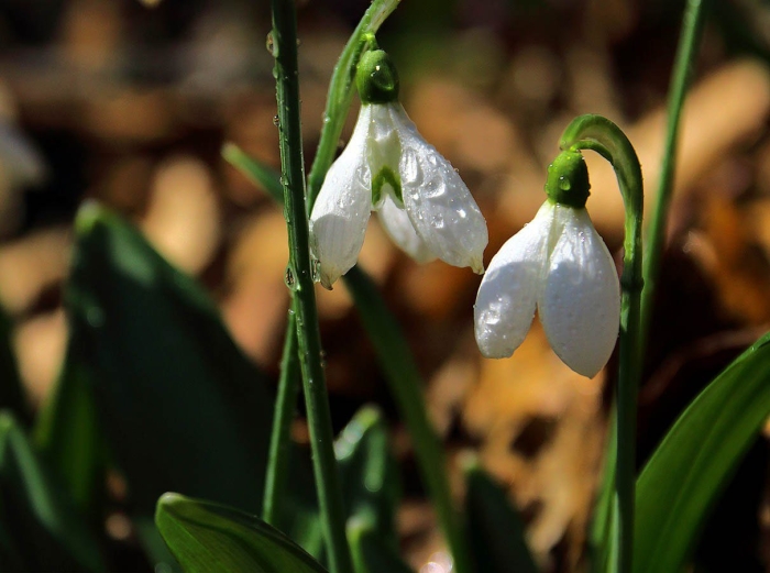 Подснежник складчатый красная книга крыма