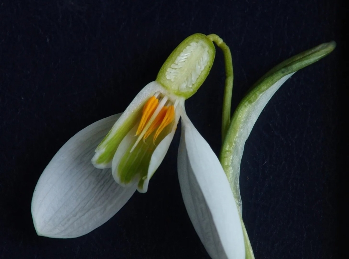 Подснежники луковичные