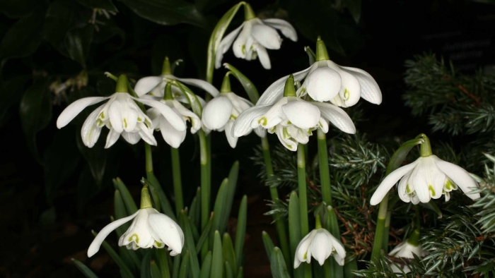 Подснежник белоснежный
