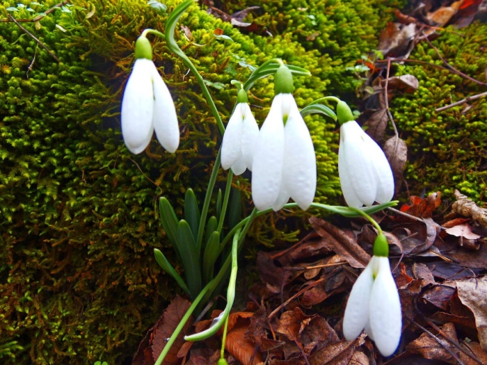 Подснежник белоснежный галантус
