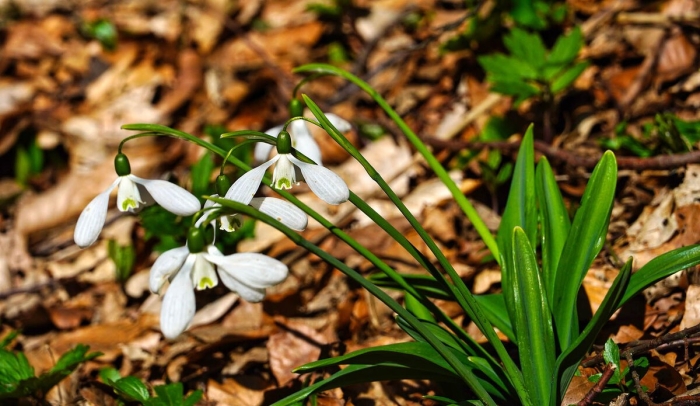 Цветок подснежник