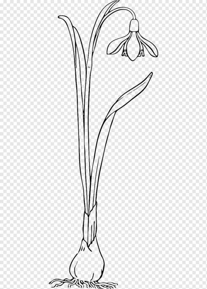 Раскраска подснежник