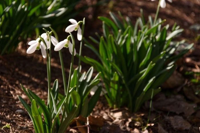 Подснежник галантус