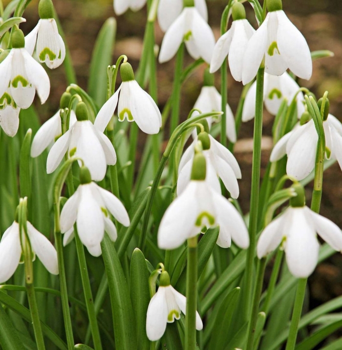 Galanthus nivalis