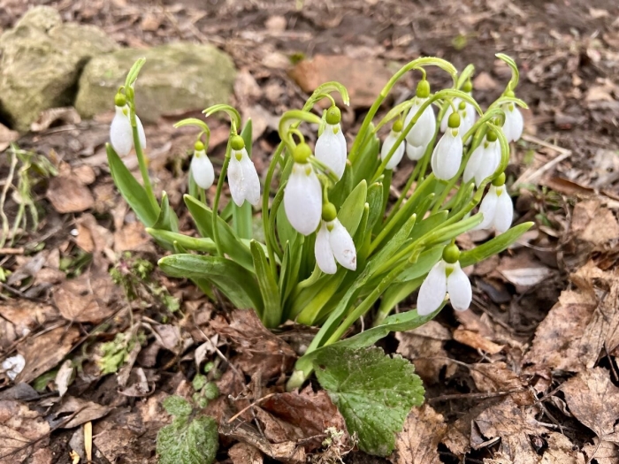 Весна подснежник