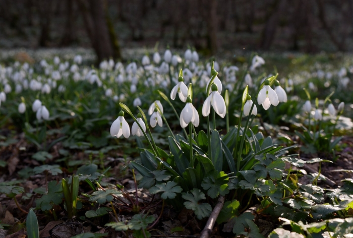 Подснежник в лесу
