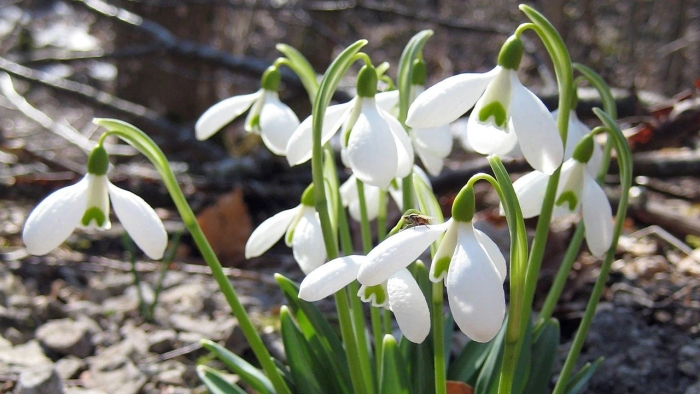 Подснежник узколистный