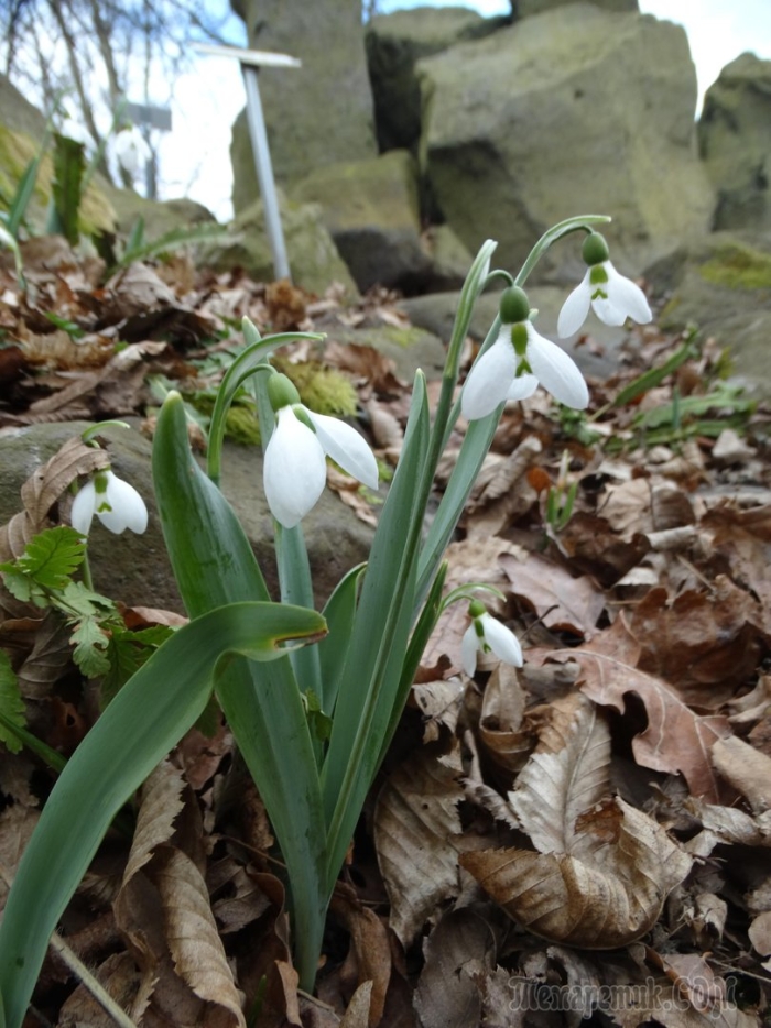 Подснежник галантус