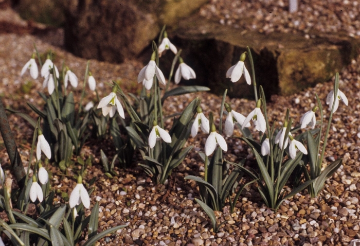Подснежники луковичные