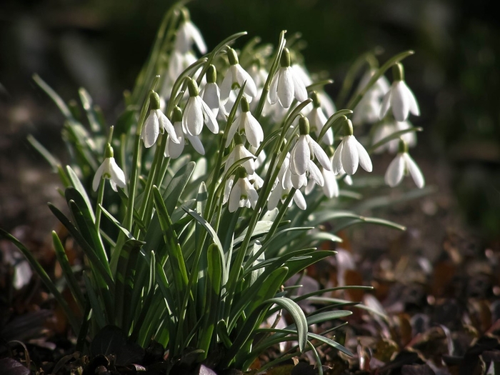 Пролеска крокус галантус