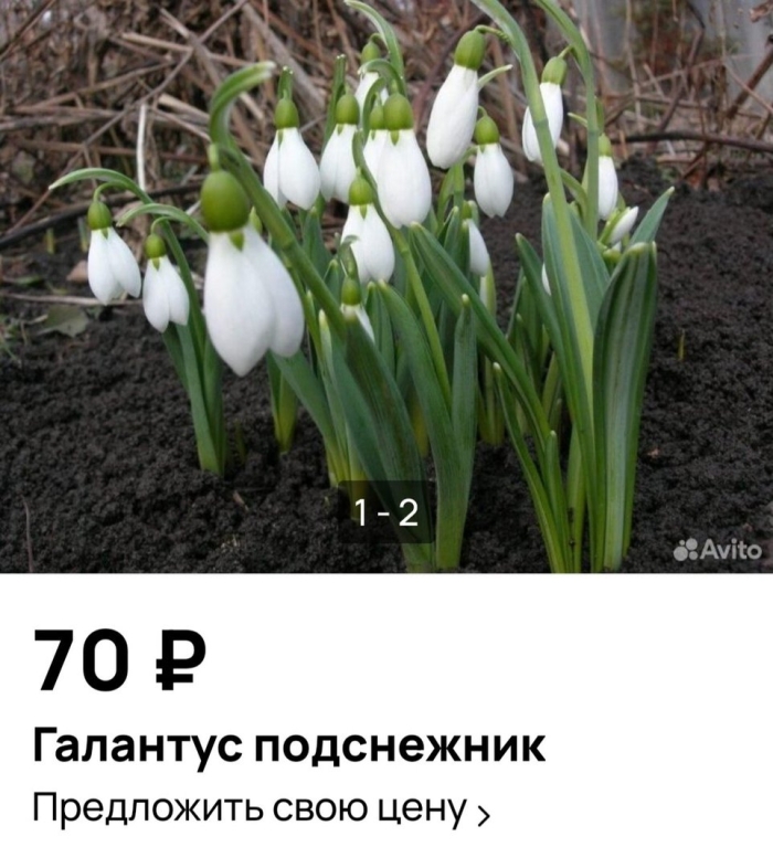 Когда растут подснежники