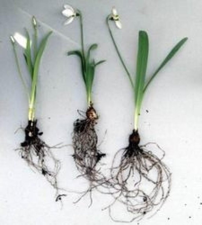 Луковицы подснежников галантус