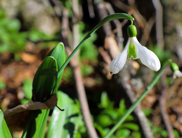 Первоцветы крыма подснежник складчатый