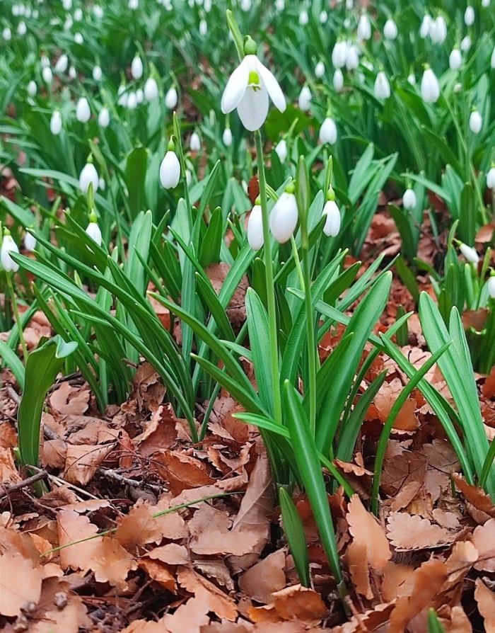 Весна первоцветы