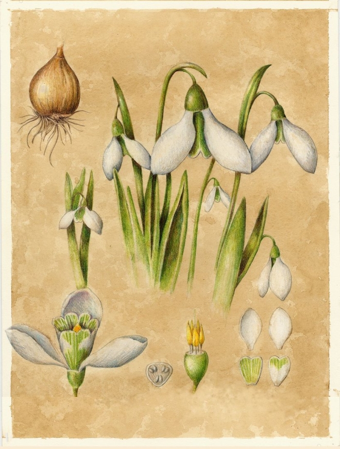 Пролеска ботаническая иллюстрация