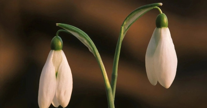 Подснежник белый