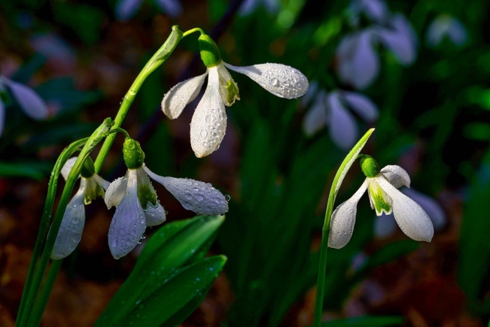 Подснежник крымский