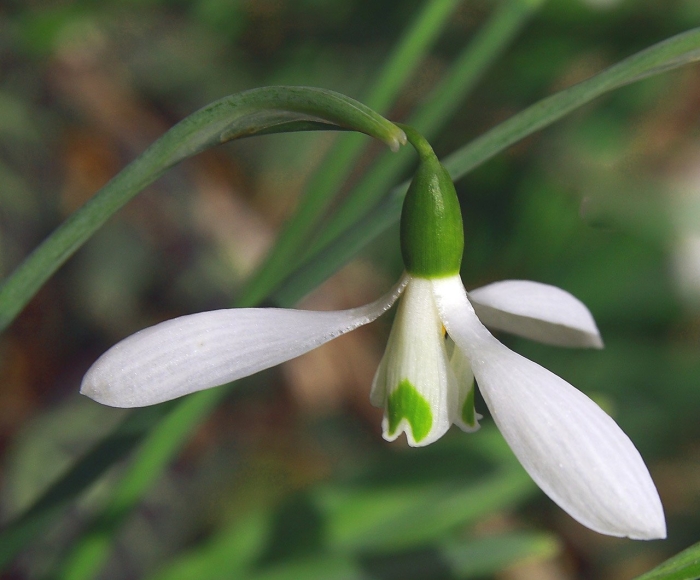 Подснежник складчатый в крыму