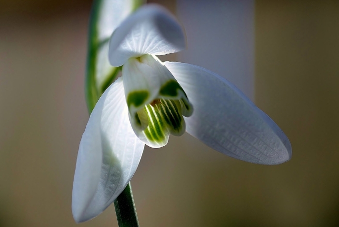 Подснежник (galanthus)