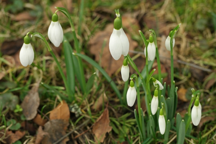 Подснежник широколистный
