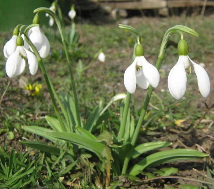 Подснежник складчатый galanthus plicatus