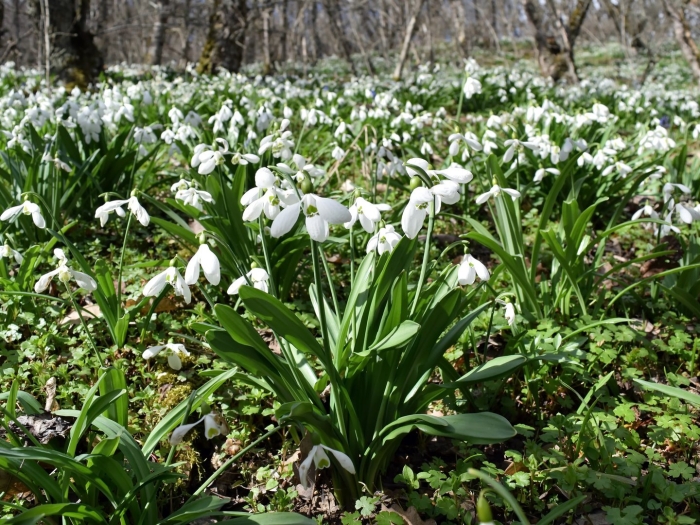 Подснежник воронежский пролеска