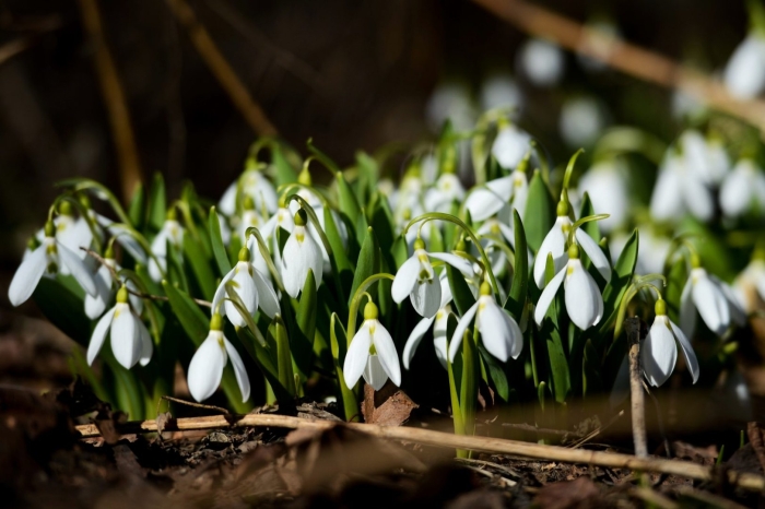 Лесной подснежник