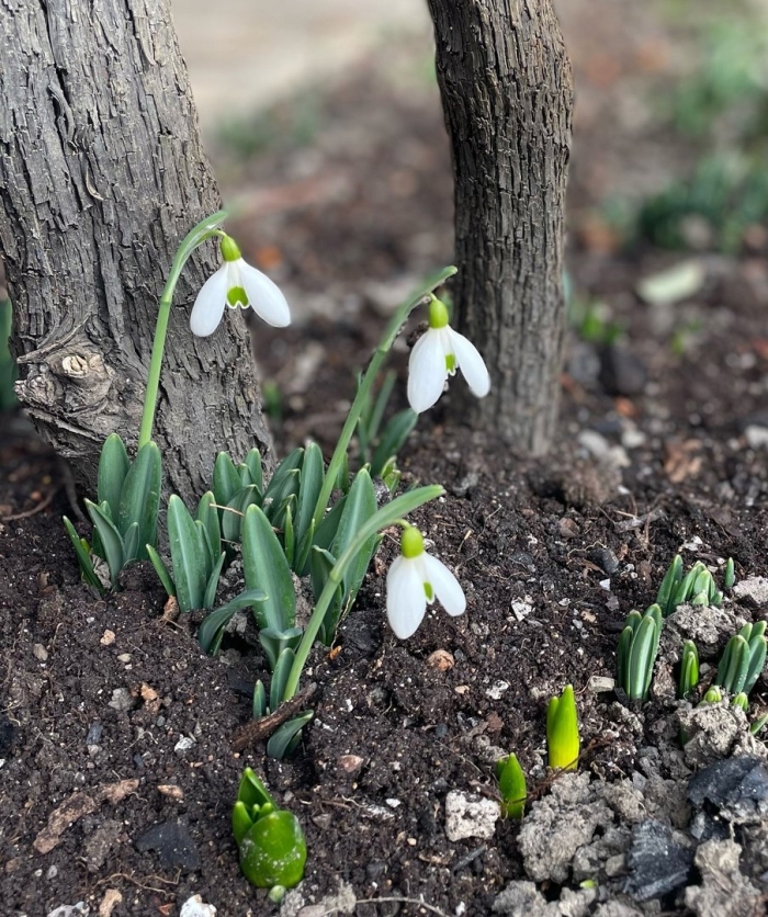 Фотографии подснежников