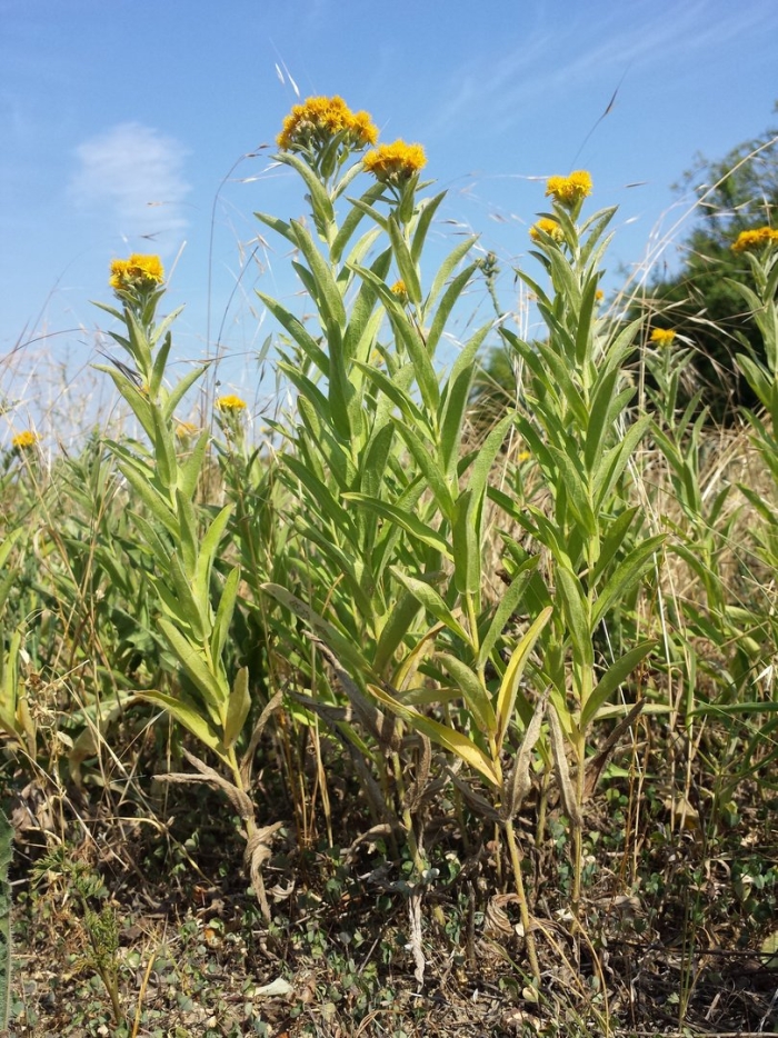 Девясил германский (inula germanica l.)