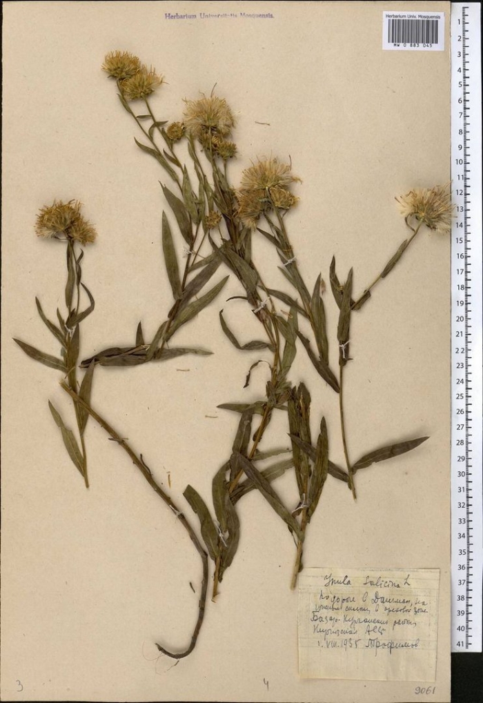 Девясил британский корень