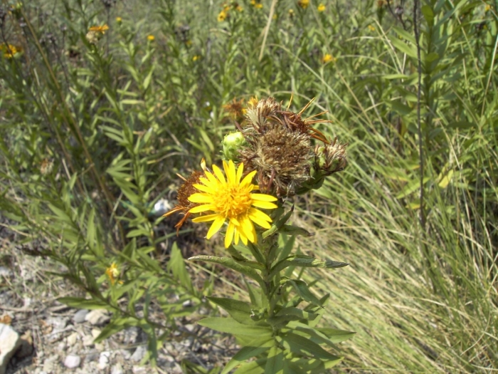 Inula helenium