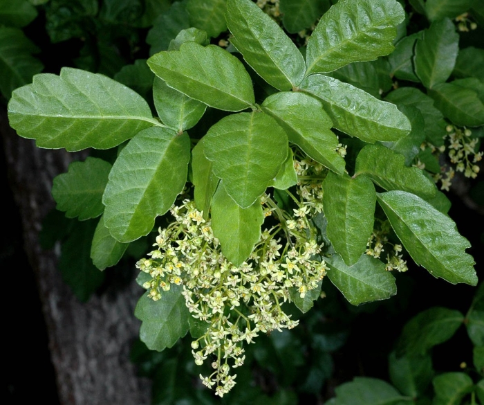 Rhus toxicodendron
