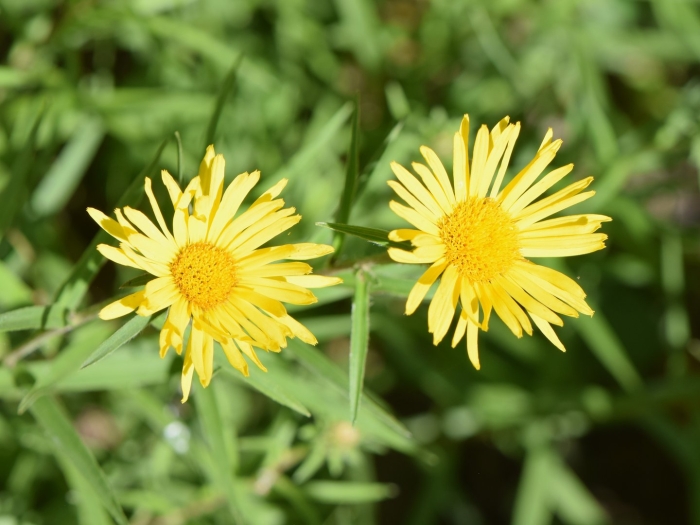 Девясил inula helenium