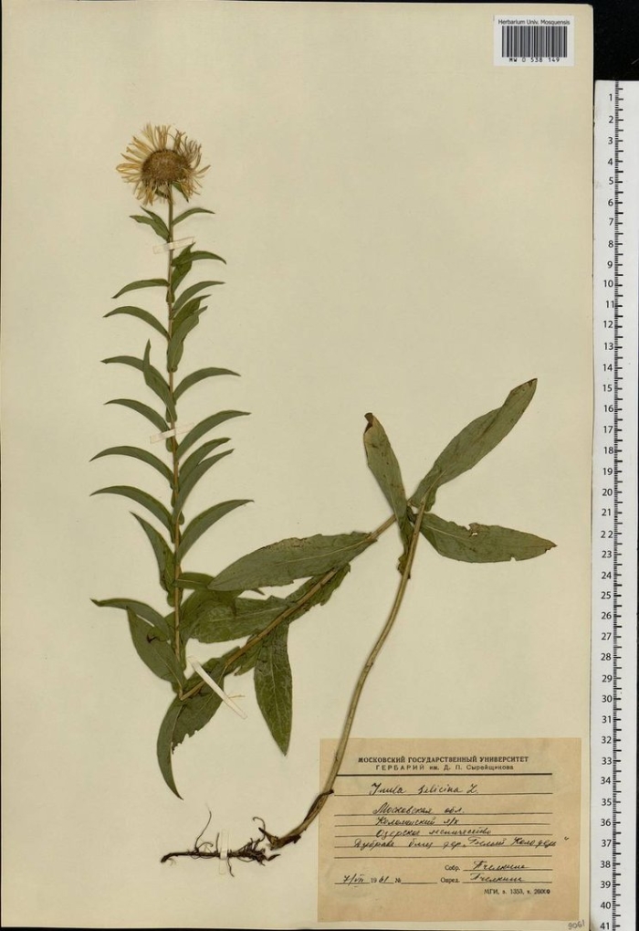 Девясил шершавый inula hirta