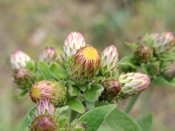 Inula conyza