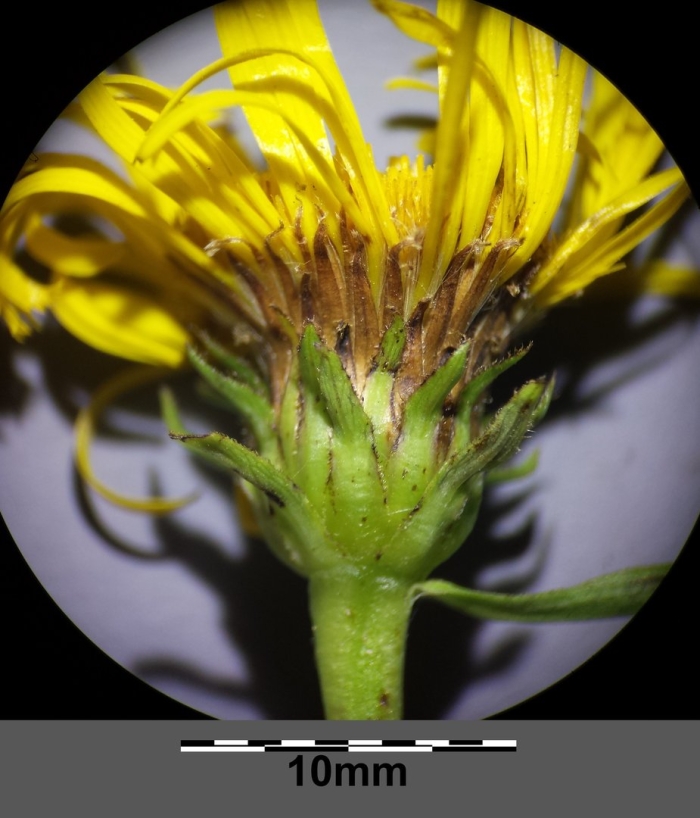 Inula ensifolia