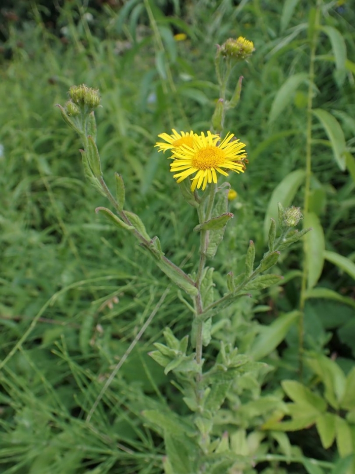 Inula aspera