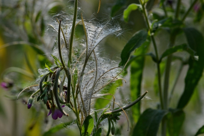 Chamaenerion angustifolium