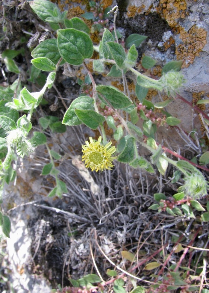 Phlomis thapsoides