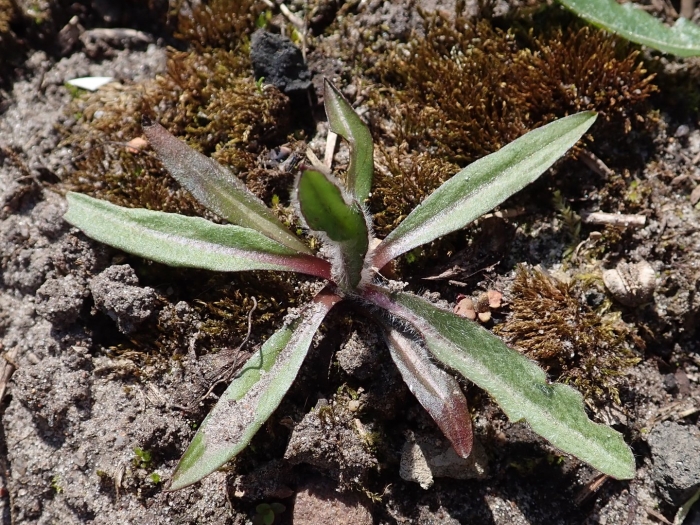 Pilosella officinarum