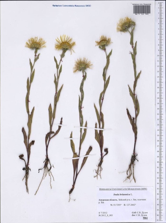 Inula britannica