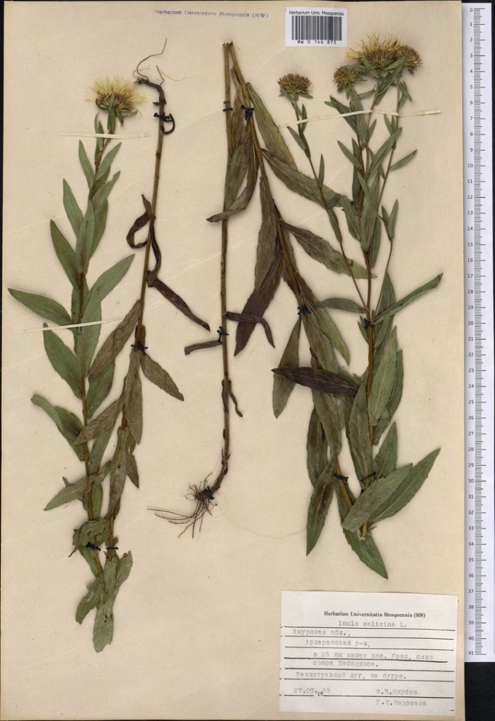 Девясил иволистный