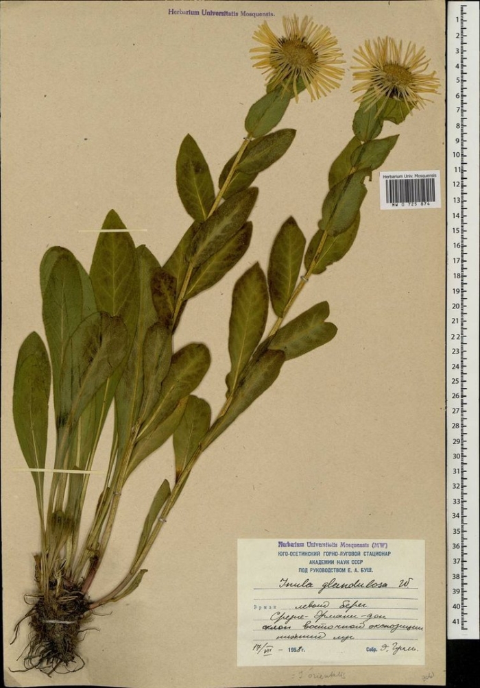 Девясил восточный inula orientalis