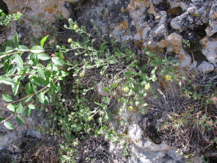 Блошница обыкновенная