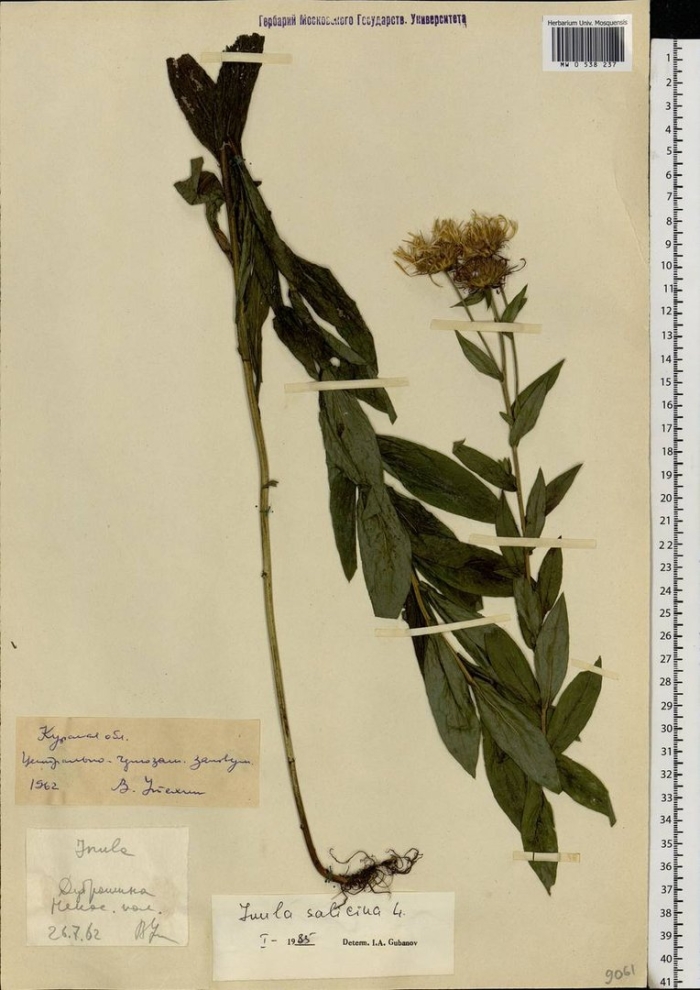 Девясил иволистный гербарий