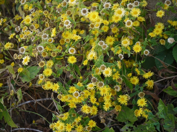 Pulicaria dysenterica