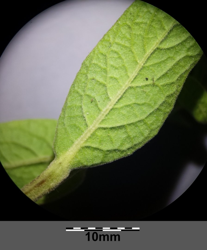 Prunella vulgaris extract