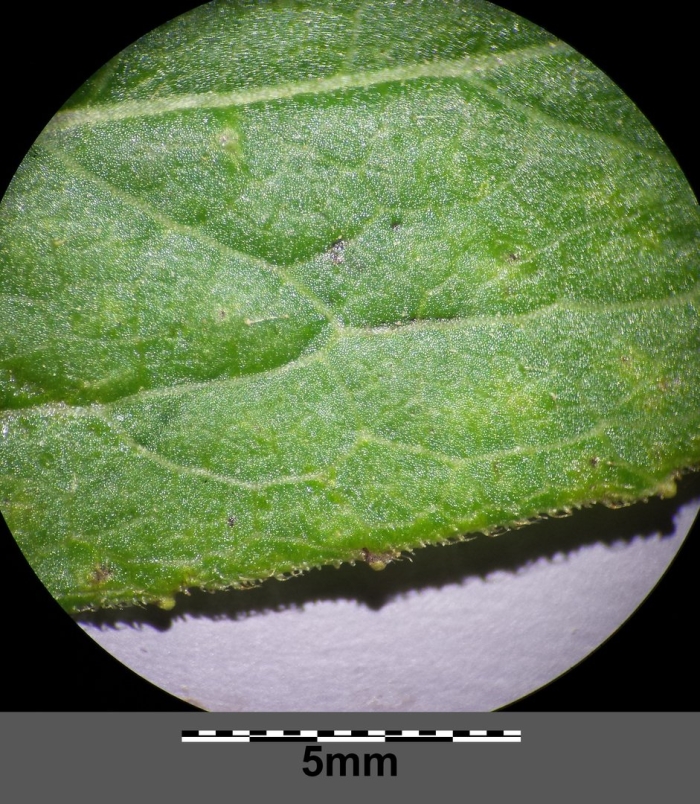 Chenopodium bonus-henricus